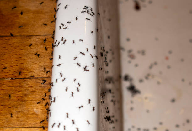 Best Commercial Pest Control Services  in Erwin, NC