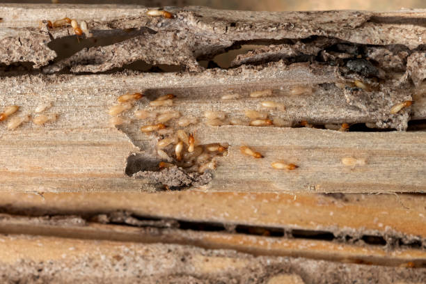 Trusted Erwin, NC Pest Control Experts